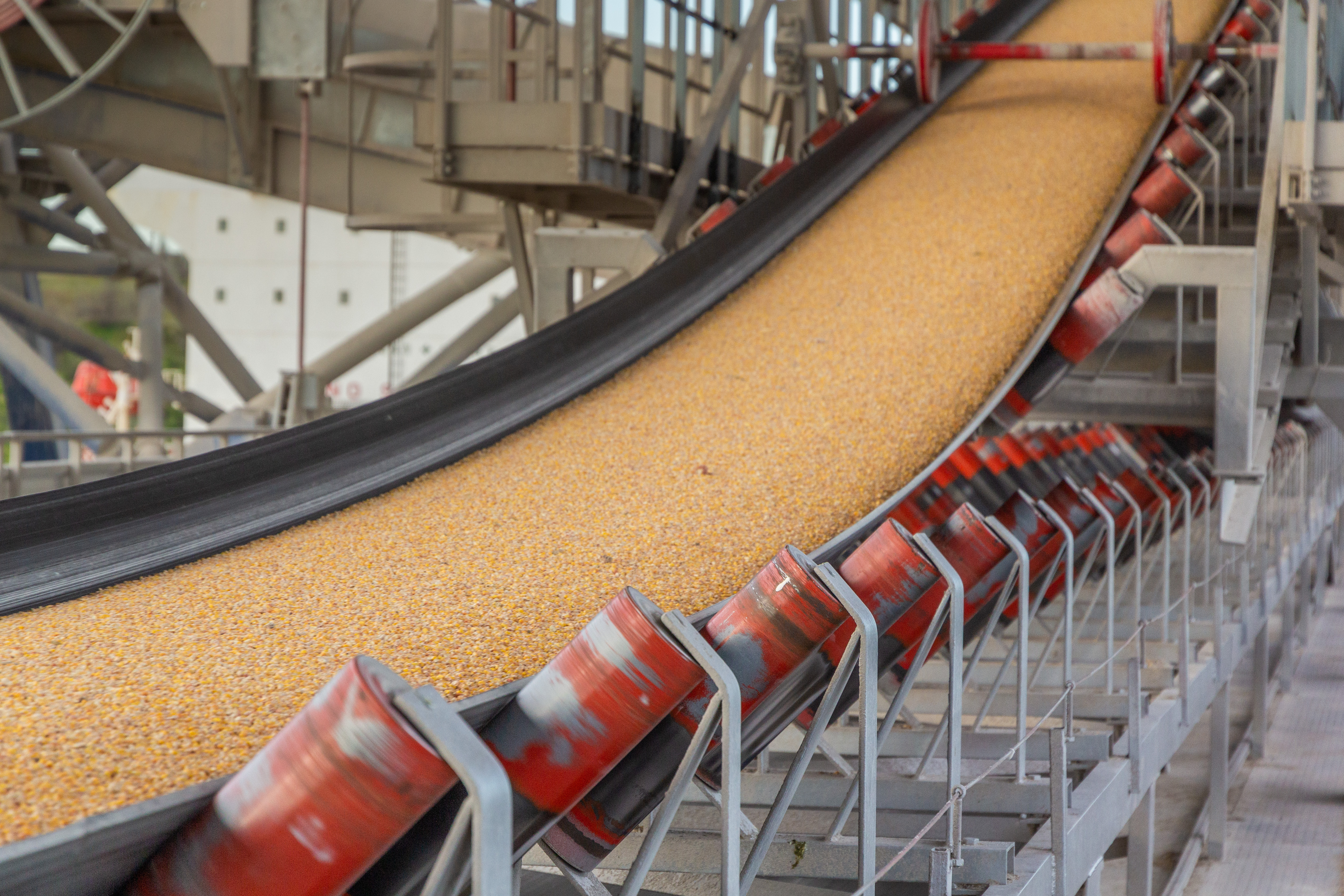Grain on conveyor belt